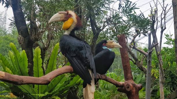 istock Two colorful hornbills perched on tree branches in a lush green forest. 2150898013
