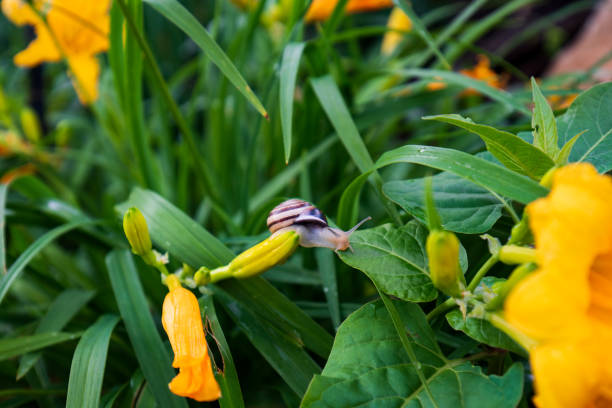 A snail is navigating through vibrant yellow flowers surrounded by lush greenery. The focus is on the snail with a shell that has a unique striped pattern, showcasing a moment of delicate movement amidst the flora of daylilies.