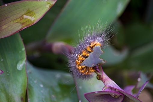 A hairy caterpillar is navigating through green and purple leaves, some of which appear chewed on. The caterpillar has a striking appearance with its long setae (hairs) and vibrant orange and black markings.