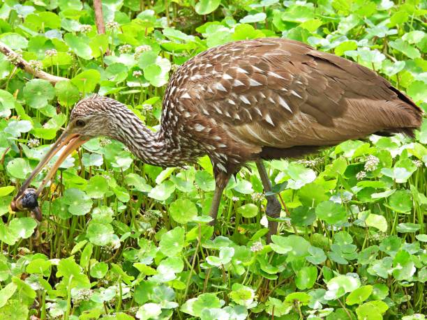 Limpkin (Aramus guarauna) - eating the meat from an apple snail