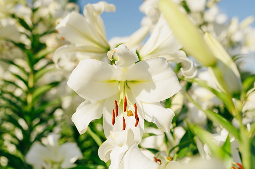 White Madonna Lily close-up. Beautiful white lily blooming on blue sky. Easter Lily flowers greeting card