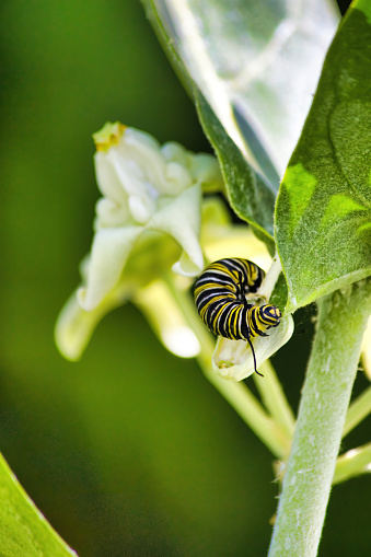 Vibrant colors of a yellow, green and white monarch caterpillar.