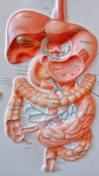 Human stomach internal organ design element illustration concept.