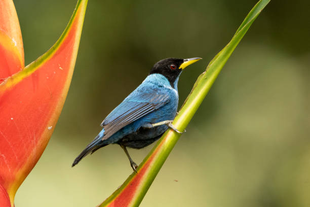 istock Male Honeycreeper on Flower 2150904165