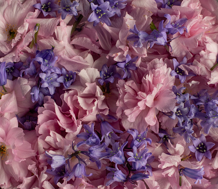 Pink cherry blossoms and blue hyacinths
