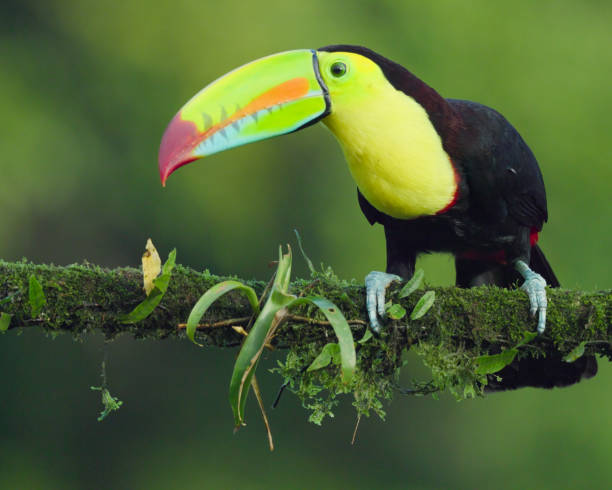 istock front view of a keel-billed toucan perching on a branch at boca tapada 2150905136