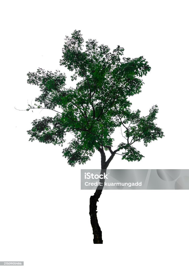 Tree Single Without Background Single Tree Isolated On White Background With Clipping Path Stock Photo ...