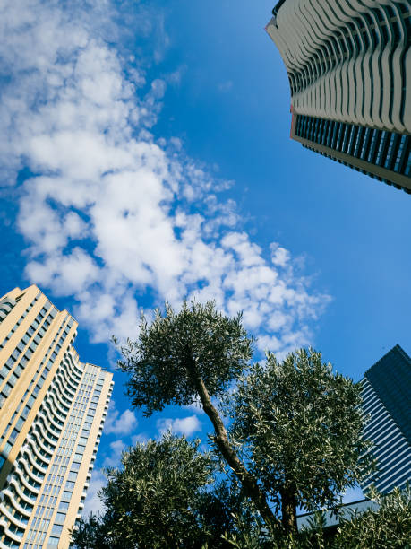 istock Olive oil trees in the modern city between buildings 2150905497
