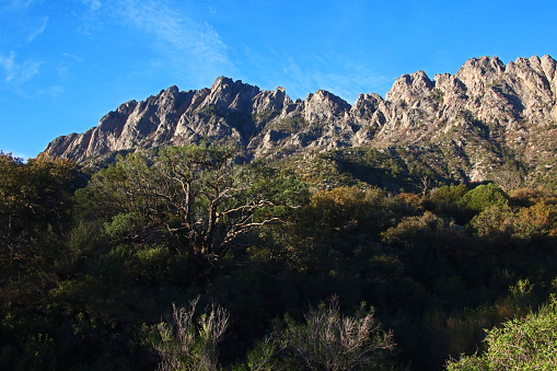 8919ft Organ Mountain in the morning light as viewed from the Pine Tree Trail of Aguirre Spring Campground in Organ Mountains - Desert Peaks National Monument.