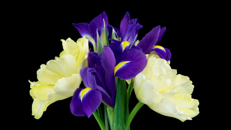 Spring bouquet of Irises, tulips rotates. Yellow and blue flower. Bud close-up. Floral background. Purple iris, white double tulip. Amazing colourful flowers blooming. Wedding, Valentines Day, Mothers