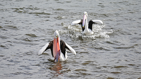 Two pelicans with one that has a big fish in its beak