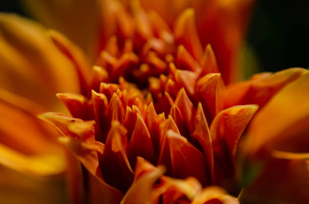 A close-up of a Dalia, a beautiful  yellow flower.