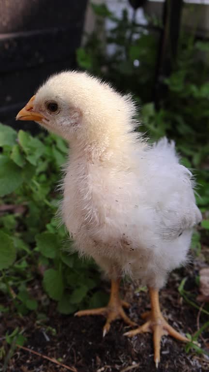 Adorable Chick in Slow Motion