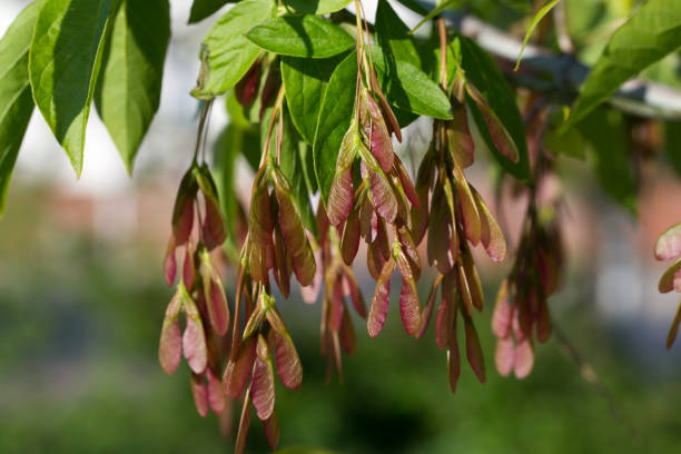 boxelder maple,
Acer negundo fruits closeup selective focus
