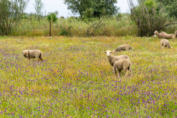 istock Curious Lamb: Portrait in the Spring Meadow with Flowers on a Cloudy Day. 2150910958