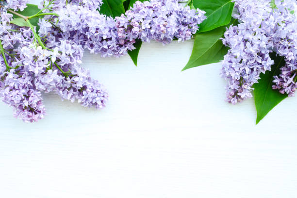 istock Lilac flowers on white wooden background. Spring flowers on a table. Flat lay, top view, copy space.  Beautiful floral background for banner and greeting card for Birthday, Mother's Day, Women's Day, Wedding 2150913565