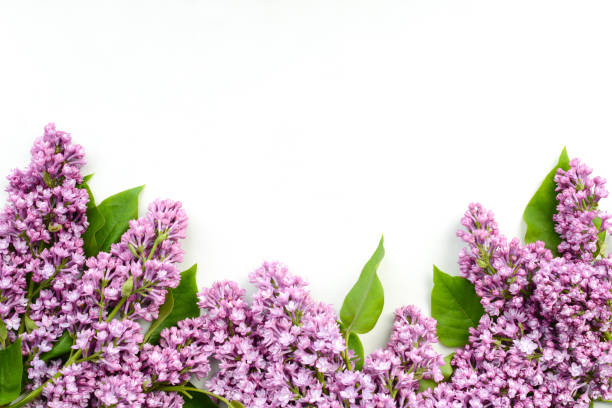 istock Lilac flowers on white background. Spring flowers on a table. Flat lay, top view, copy space.  Beautiful floral background for banner and greeting card for Birthday, Mother's Day, Women's Day, Wedding 2150913604