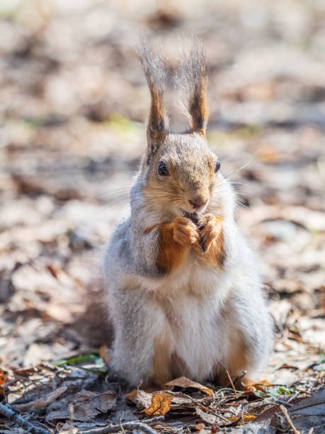 istock Squirrel in autumn or spring with nut on the green grass with fallen yellow leaves 2150913820