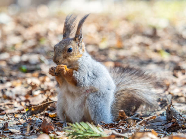 istock Squirrel in autumn or spring with nut on the green grass with fallen yellow leaves 2150913843