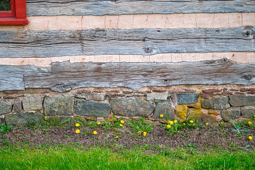 Dandelions and green grass in quaint image of log cabin exterior with stone foundation and corner of a red window. No people with copy sapce.