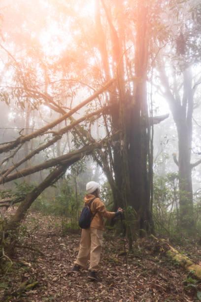 istock Woman Hikers Admiring and Forest walk and camping adventures 2150916701