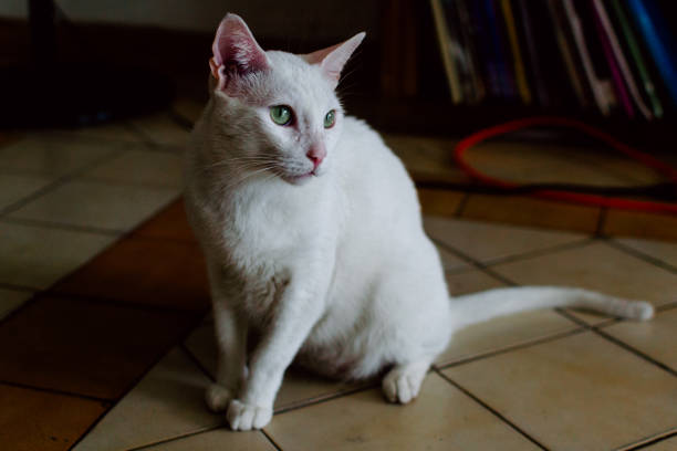 Serene white cat with golden eyes resting on a striped blanket, basking in soft sunlight