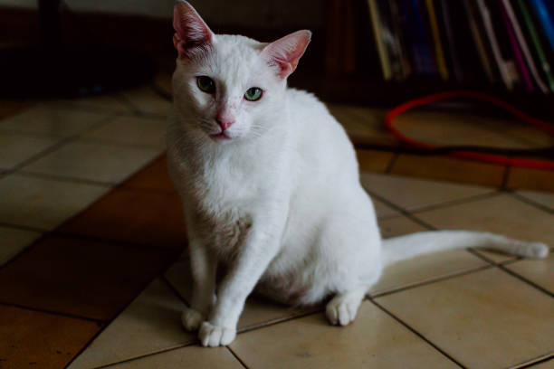 the white cat is sitting beside the wall with dramatic tone