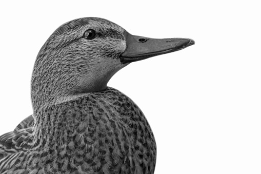 Black And White Cute Duck Head Closeup Isolated On The White Background