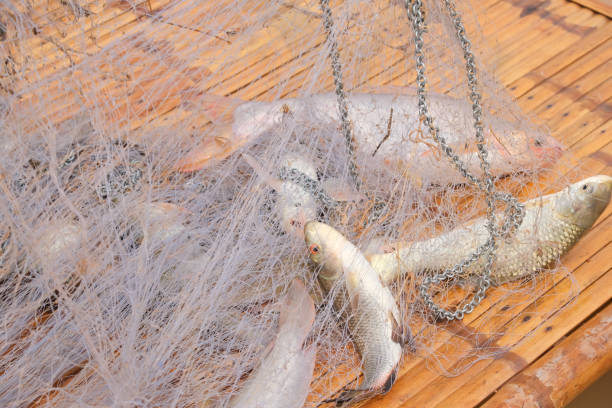 Freshwater fish in a net on a wooden litter