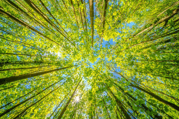 istock looking up at the sun through the trees in a forest 2150918513