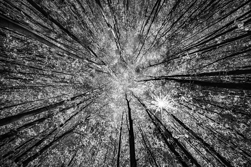 The road surface leads directly to the trunks of the trees in the black and white photo, showcasing the natural landscape with its symmetrical patterns and shades of wood