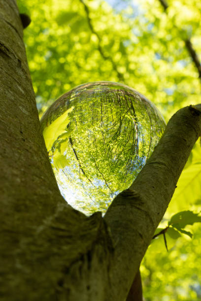 istock Springtime forest with sun shining through crystal lensball leaves and branches. Nature, forestry, Trees, habitat, environment and sustainability concepts, sustainability picture, stock photo, sunstar 2150918590