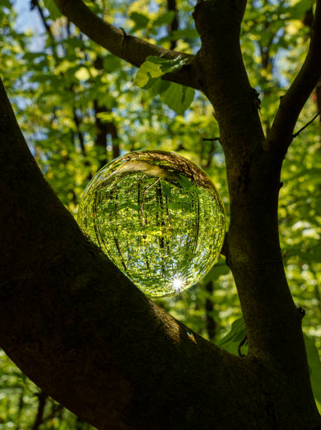 istock Springtime forest with sun shining through crystal lensball leaves and branches. Nature, forestry, Trees, habitat, environment and sustainability concepts, sustainability picture, stock photo, sunstar 2150918598