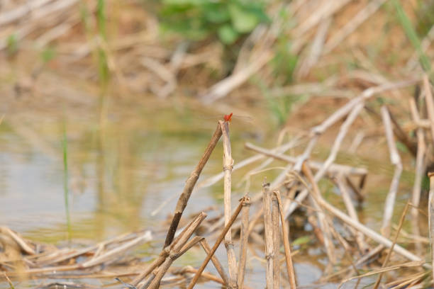 Dried rice stubble and little dragonflies in the field.