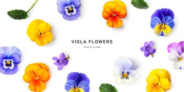 istock Spring viola pansy flowers frame border isolated on white background 2150918818