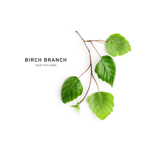 Spring birch tree branch green leaves border isolated on white background