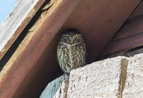 Little owl, Athene noctua. An early morning bird sits on an old house under a roof