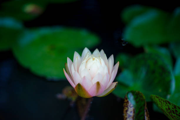 Lotus water lily flower close-up