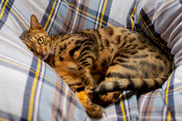 istock A Bengal cat looks at me. 2150920247