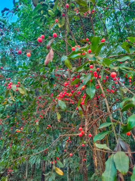Chinese salacia is a medicinal plant with bright red fruits when ripe.