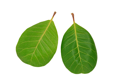 leaves of cashew nut isolated on white background