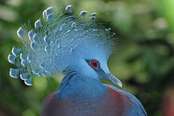 Head of blue crested pidgeon with blue feathers and red eye