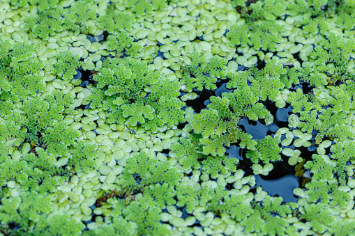 Growing Green Azolla microphylla Used  an ingredient in animal feed  or as compost
