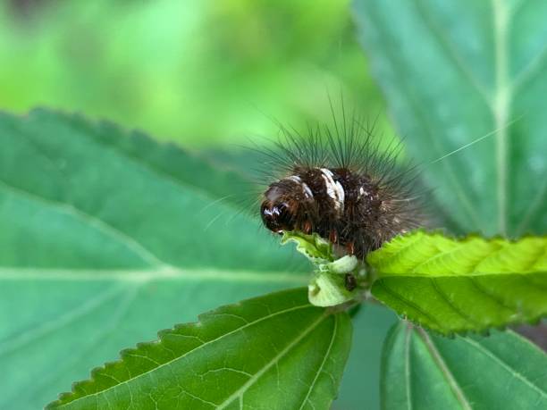 istock Black caterpillars are eating leaves 2150925922