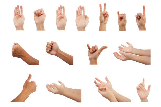 istock Includes a collection of hand gestures in various poses. on a white background 2150926093