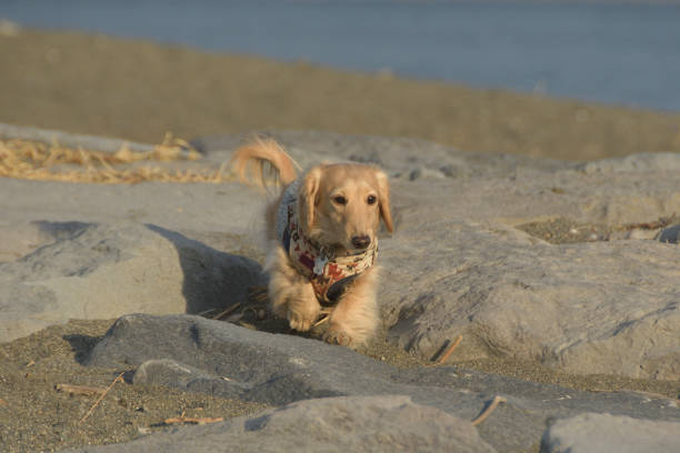 A dog walking on the rocks of the coast with a serious expression.