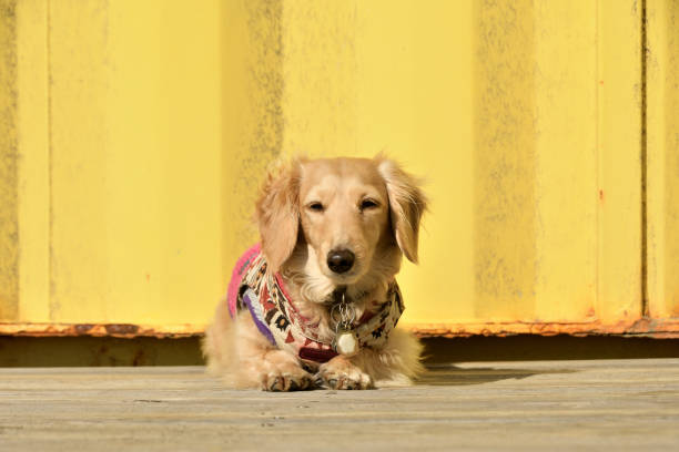 istock A dog basking in the sun. 2150926309