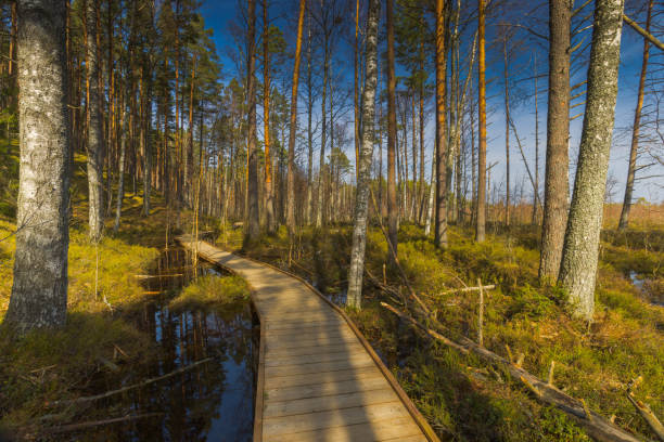 istock Viru Bog Viru Raba peat swamp, Estonia 2150926437