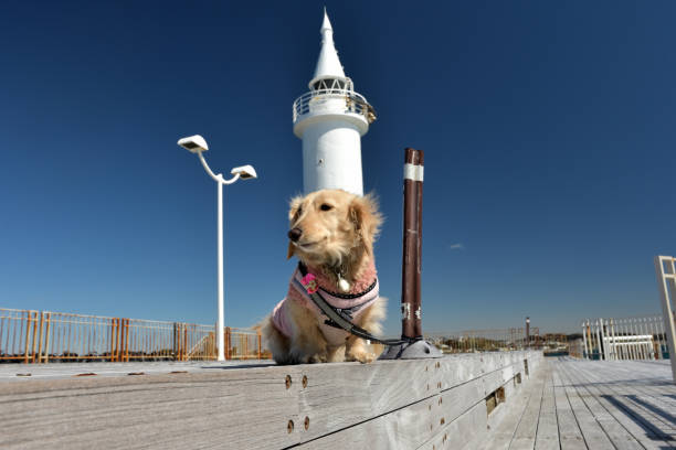 A dog photographed with a lighthouse in the background.