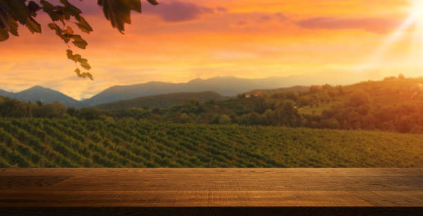 istock View of the vineyards in the summertime 2150926752